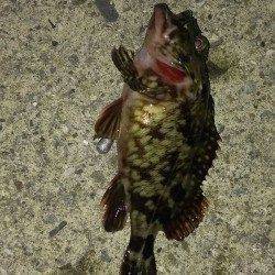 西宮浜　胴突き＆探り釣りでのガシラ狙い