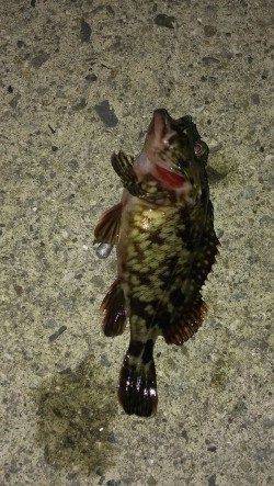 西宮浜　胴突き＆探り釣りでのガシラ狙い