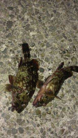 西宮浜　胴突き＆探り釣りでのガシラ狙い