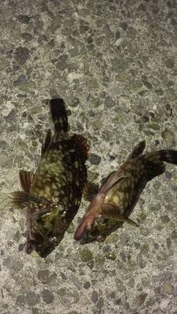 西宮浜　胴突き＆探り釣りでのガシラ狙い