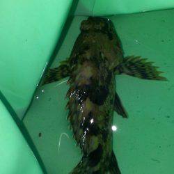 南甲子園浜、夜空が白々と明け始めた頃ようやくアタった！