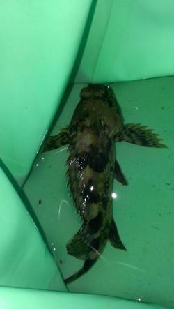 南甲子園浜、夜空が白々と明け始めた頃ようや…