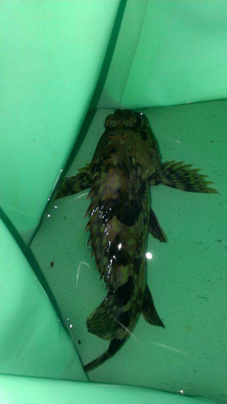 南甲子園浜、夜空が白々と明け始めた頃ようやくアタった！