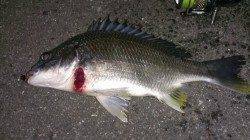 河口汽水域シャローエリアをカニパターンで探りキビレGET！