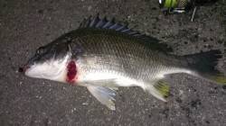 河口汽水域シャローエリアをカニパターンで探…