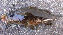 河口汽水域シャローエリアをカニパターンで探りキビレGET！