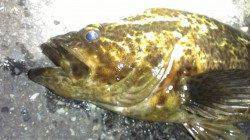 ヘビータックルで尺タケノコメバル狙い、30㌢を超えるパワフルな1匹