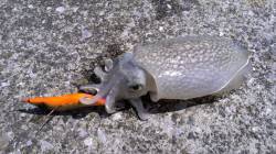 お昼御飯の時間にちょこっと灘浜でコウイカエ…