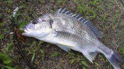 シャローに上がってくるキビレ高活性〜デイチニング面白いです♪