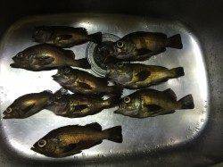 りんくう周辺メバリング〜満潮の潮止まりにアタリ増えサイズもUP