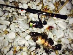 りんくう周辺メバリング〜良型メバルの活性上昇中!