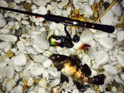 りんくう周辺メバリング〜良型メバルの活性上…