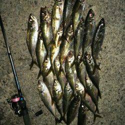 柴山港数型ともに満足なアジング釣行〜ジグヘッド1gで好反応！