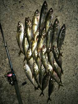 柴山港数型ともに満足なアジング釣行〜ジグヘ…