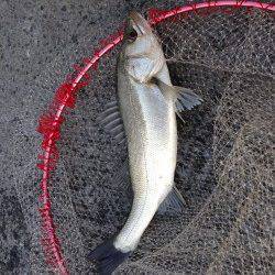 大阪南港のエビ撒きハネ釣り