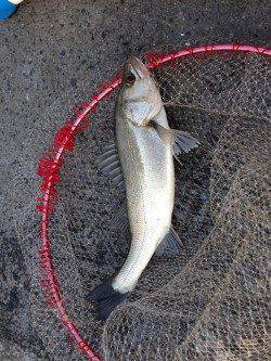 大阪南港のエビ撒きハネ釣り