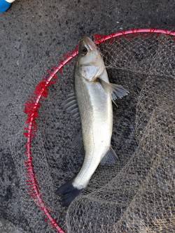 大阪南港のエビ撒きハネ釣り