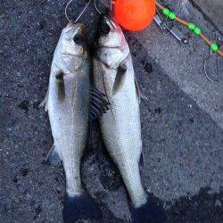 大阪南港のエビ撒きハネ釣り