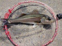 大阪南港エビ撒き釣りで50cmオーバーのハネ