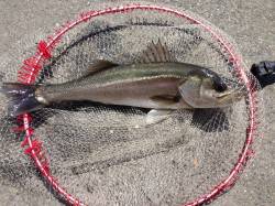 大阪南港エビ撒き釣りで50cmオーバーのハ…