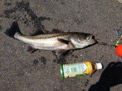 大阪南港エビ撒き釣りで50cmオーバーのハネ