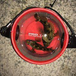 妻鹿漁港メバリング〜ボトムでムラソイ・ガシラ