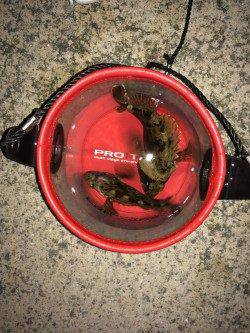 妻鹿漁港メバリング〜ボトムでムラソイ・ガシラ