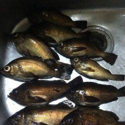 りんくう周辺メバリング〜良型メバルの活性上昇中!