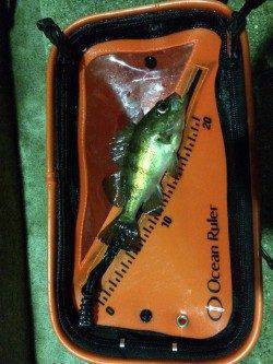 雨あがりの水潮で渋めでしたが釣果あり〜田尻漁港メバリング