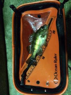 雨あがりの水潮で渋めでしたが釣果あり〜田尻…