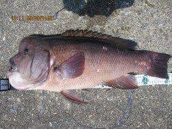 須磨フカセ釣りで大物コブダイ、5ヒット当たり2枚ゲット