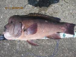 須磨フカセ釣りで大物コブダイ、5ヒット当た…