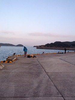 加太漁港 飛ばしサビキでアジ&イワシの姿