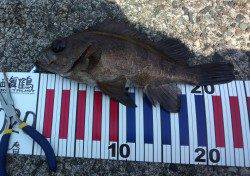 千歳にてメバリング〜たて続けに釣れて楽しめました