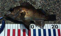 千歳にてメバリング〜たて続けに釣れて楽しめました