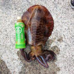 朝まづめ狙いでGET！岩代でエギング釣果