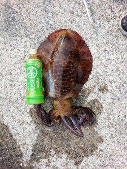 朝まづめ狙いでGET！岩代でエギング釣果