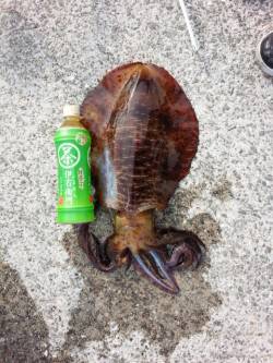 朝まづめ狙いでGET!岩代でエギング釣果