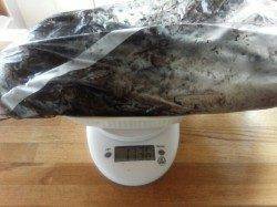 朝まづめ狙いでGET！岩代でエギング釣果