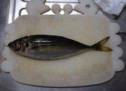 花市場前で飛ばしサビキ、かなり食い渋かったです