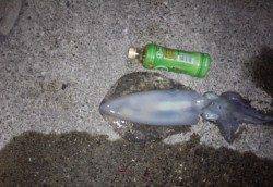 上野漁港にて朝マヅメ狙いのエギングでアオリイカ