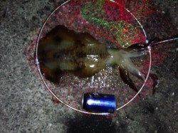 上野漁港にて朝マヅメ狙いのエギングでアオリイカ