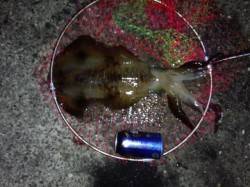 上野漁港にて朝マヅメ狙いのエギングでアオリ…