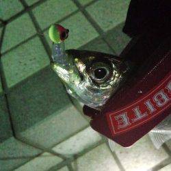 炬口にてメバリング〜メバルは表層、アジは中層から下でヒット