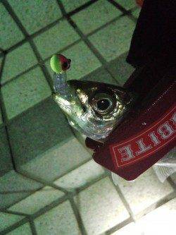 炬口にてメバリング〜メバルは表層、アジは中層から下でヒット