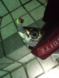 炬口にてメバリング〜メバルは表層、アジは中…