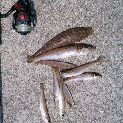 芳養漁港　朝はエギングでコウイカ☆昼はちょい投げでキス狙い★