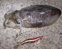 芳養漁港　朝はエギングでコウイカ☆昼はちょい投げでキス狙い★