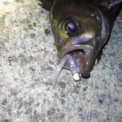 炬口にてメバリング〜メバルは表層、アジは中層から下でヒット