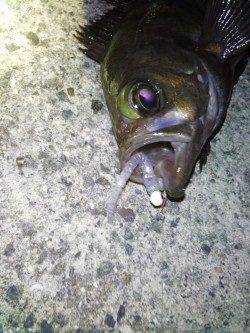 炬口にてメバリング〜メバルは表層、アジは中層から下でヒット